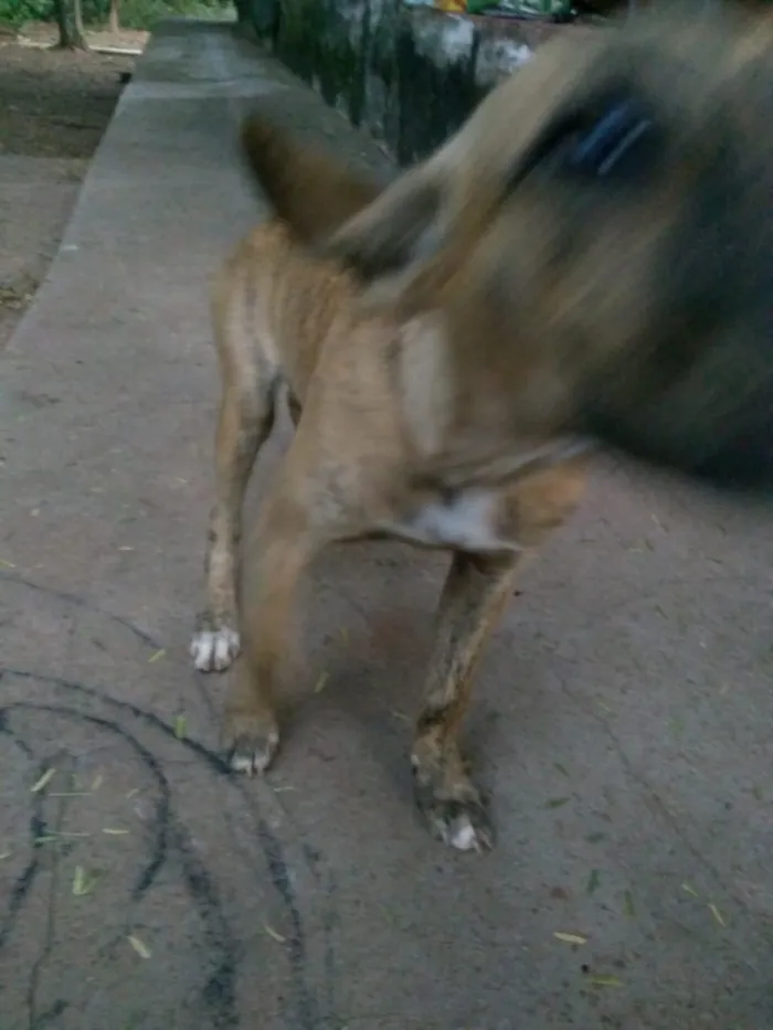 Cachorro raça Sem Raça Definida idade 2 a 6 meses nome Sem Nome