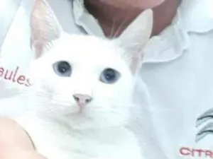 Gato raça Angorá  idade 1 ano nome Marie