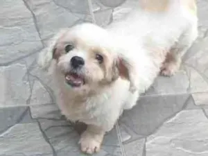 Cachorro raça  idade 5 anos nome Sofia 