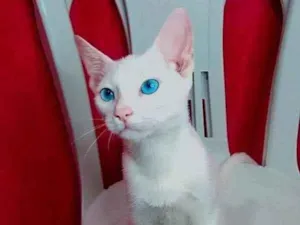 Gato raça Angorá  idade 2 a 6 meses nome Jerrie