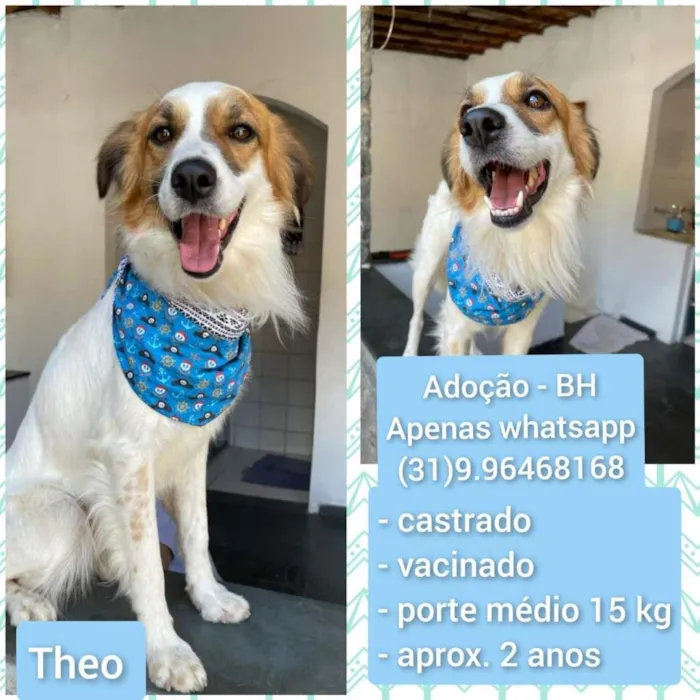 Cachorro raça SRD-ViraLata idade 1 ano nome theo
