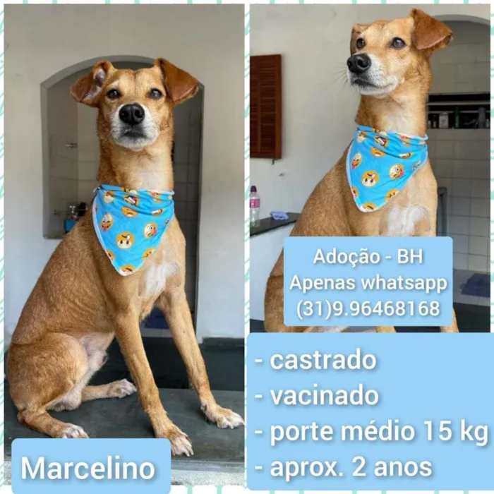 Cachorro raça SRD-ViraLata idade 1 ano nome MARCELO