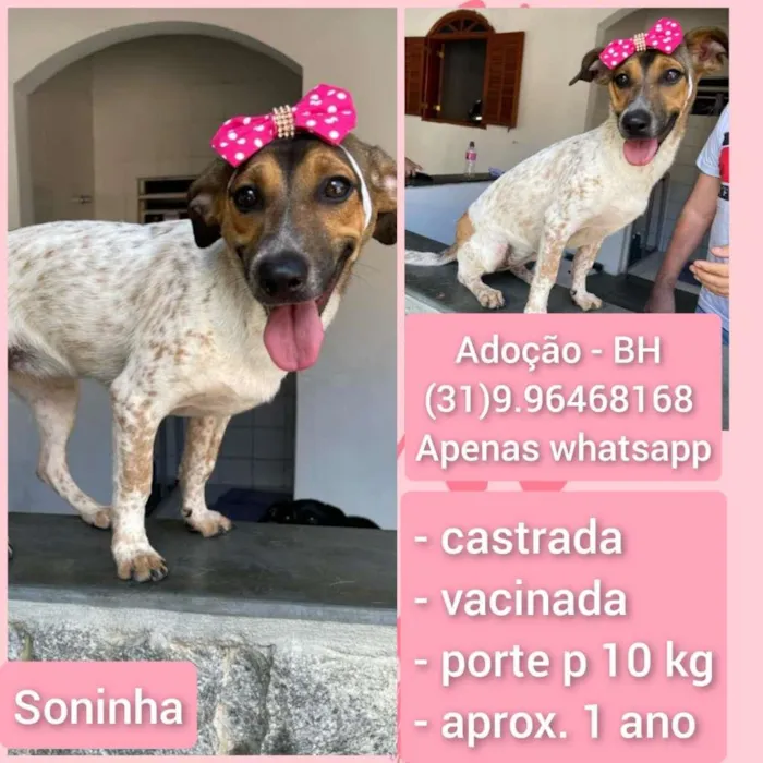 Cachorro raça SRD-ViraLata idade  nome SONINHA