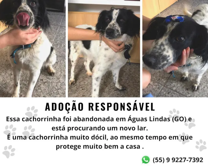 Cachorro ra a sem raça definida idade 1 ano nome sem nome