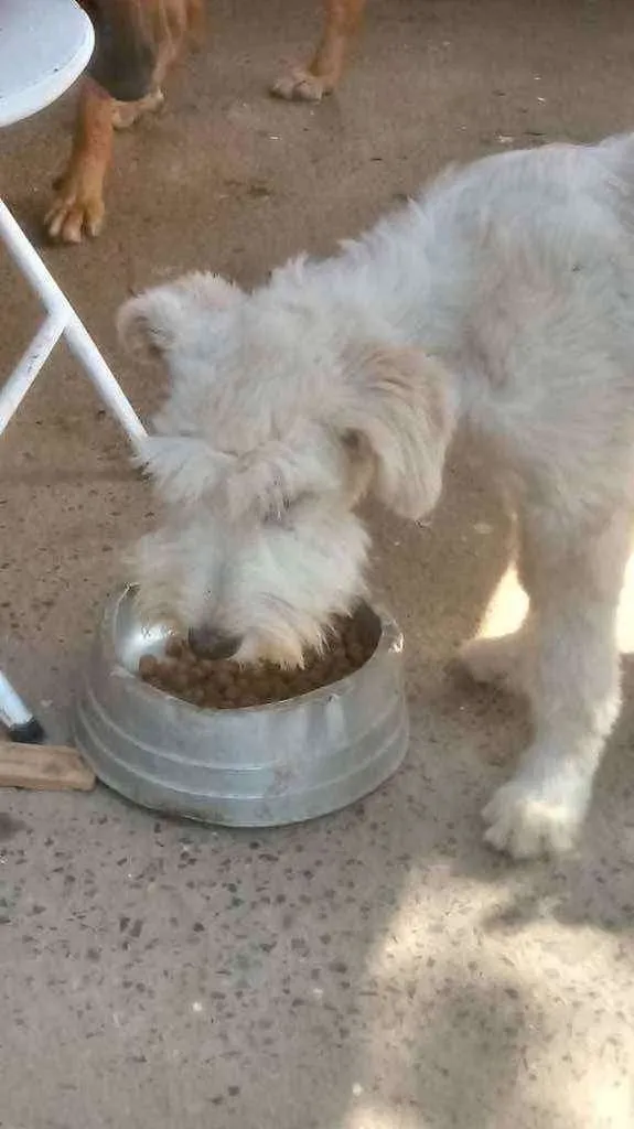 Cachorro ra a Schunaizer idade 2 anos nome Kiko