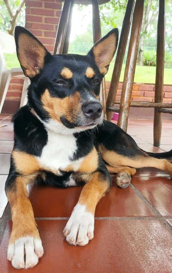 Cachorro ra a SRD-ViraLata idade 2 anos nome Bazuca