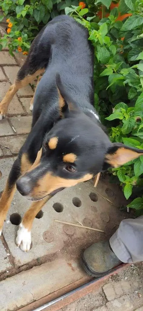 Cachorro ra a SRD-ViraLata idade 2 anos nome Bazuca