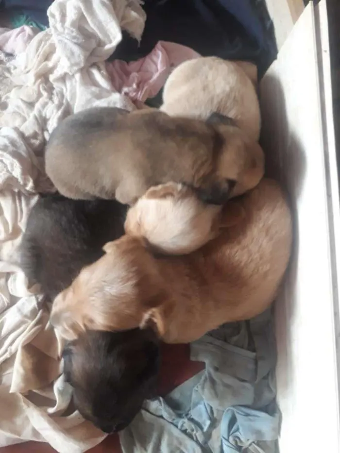 Cachorro raça Misturada idade Abaixo de 2 meses nome Não tem ainda