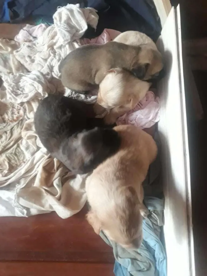 Cachorro raça Misturada idade Abaixo de 2 meses nome Não tem ainda