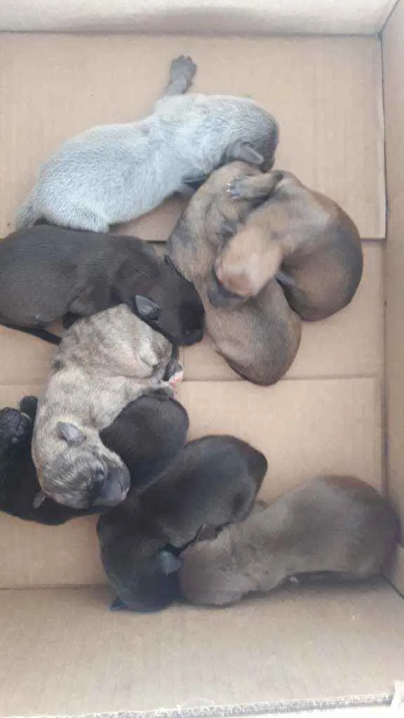 Cachorro raça SRD idade Abaixo de 2 meses nome Não sei