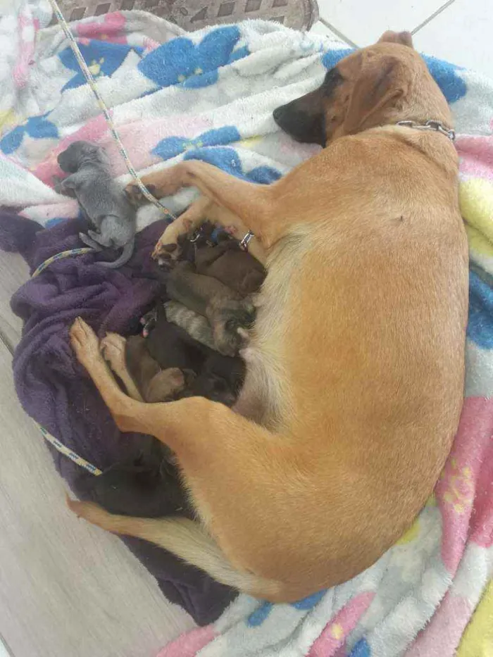 Cachorro raça SRD idade Abaixo de 2 meses nome Não sei
