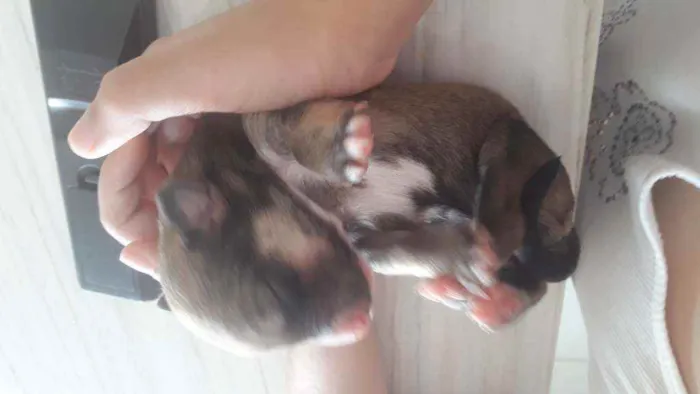 Cachorro raça SRD idade Abaixo de 2 meses nome Não sei