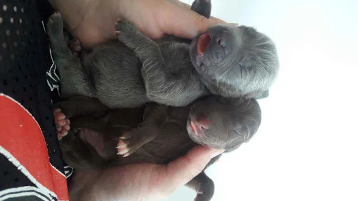 Cachorro raça SRD idade Abaixo de 2 meses nome Não sei