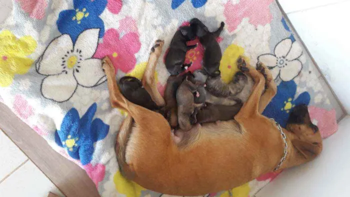 Cachorro raça SRD idade Abaixo de 2 meses nome Não sei