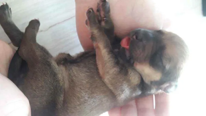 Cachorro raça SRD idade Abaixo de 2 meses nome Não sei