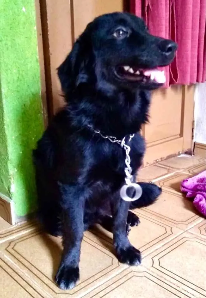 Cachorro ra a Mestiço  idade 2 a 6 meses nome Fred 