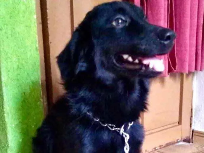 Cachorro ra a Mestiço  idade 2 a 6 meses nome Fred 