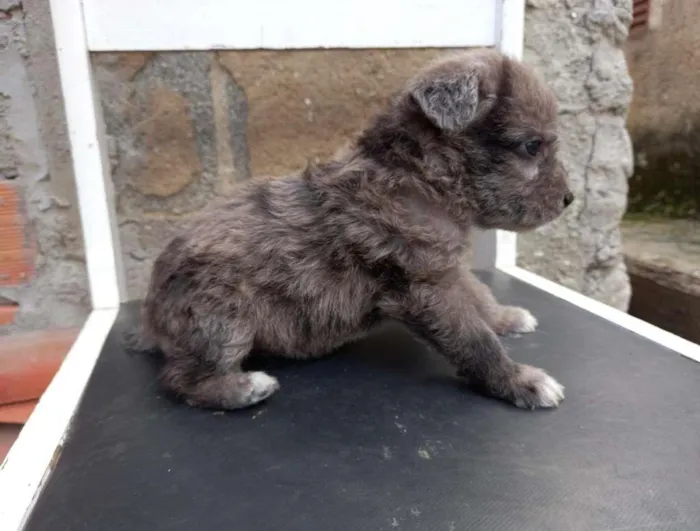 Cachorro ra a mista idade Abaixo de 2 meses nome sem nome 