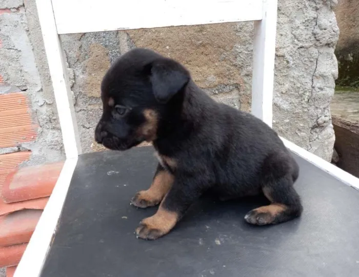 Cachorro ra a mista idade Abaixo de 2 meses nome sem nome 