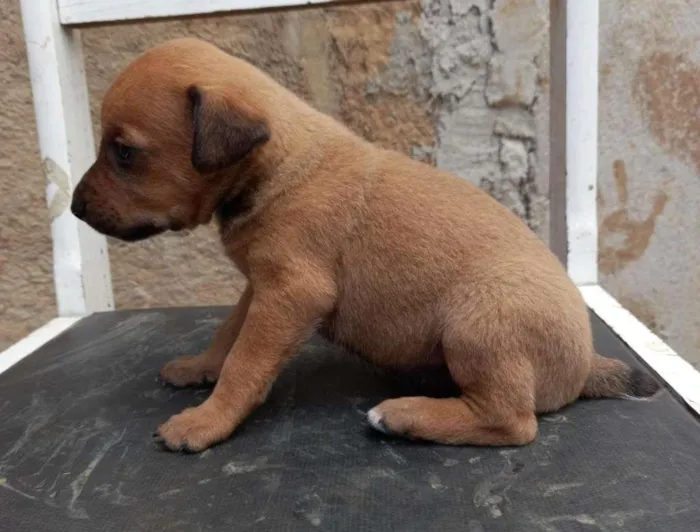 Cachorro ra a mista idade Abaixo de 2 meses nome sem nome 