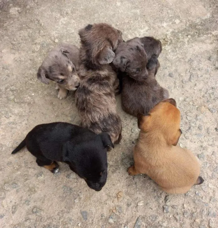 Cachorro ra a mista idade Abaixo de 2 meses nome sem nome 