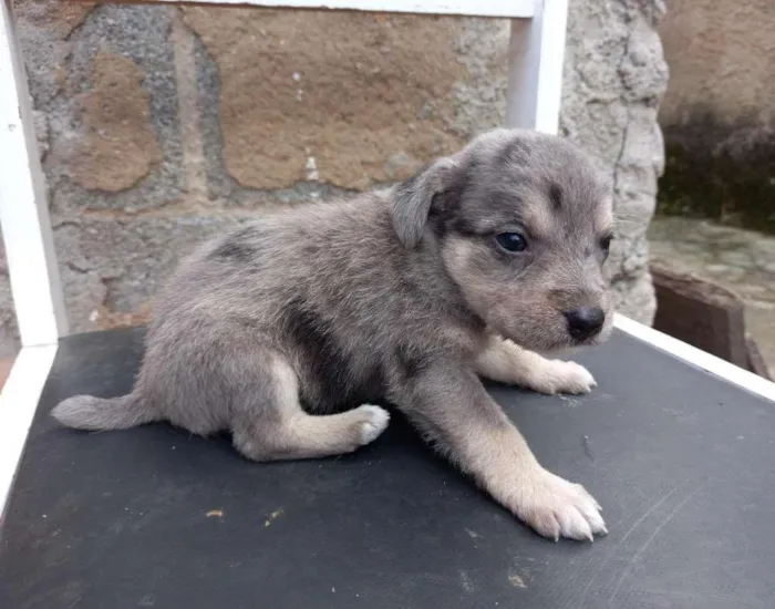 Cachorro ra a mista idade Abaixo de 2 meses nome sem nome 