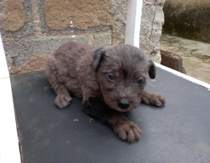 Cachorro ra a mista idade Abaixo de 2 meses nome sem nome 