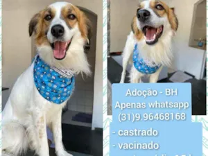 Cachorro raça SRD-ViraLata idade 1 ano nome theo