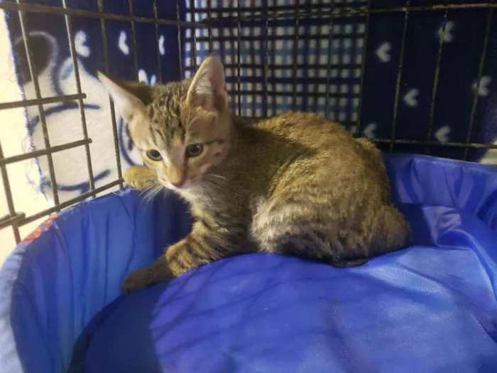 Gato raça Srd idade 2 a 6 meses nome Bernardo