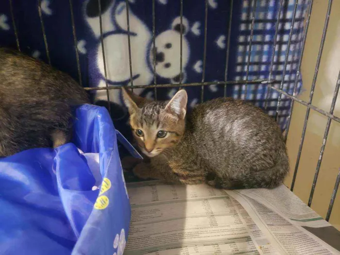 Gato raça Srd idade 2 a 6 meses nome Bernardo