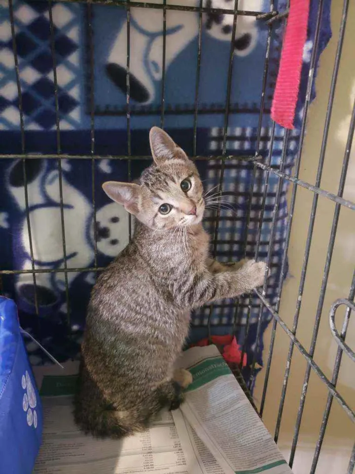 Gato raça Srd idade 2 a 6 meses nome Bernardo