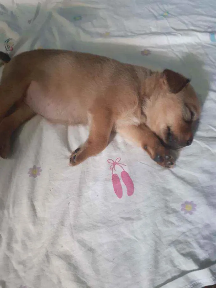 Cachorro ra a Mistura com boxer idade 2 a 6 meses nome Vazinha