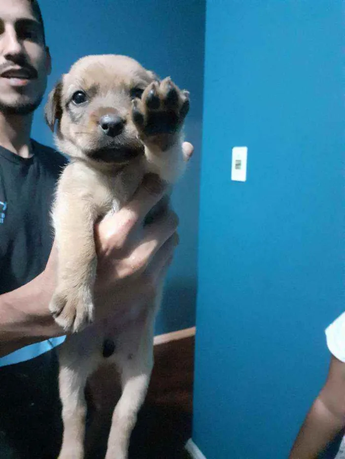 Cachorro ra a Mistura com boxer idade 2 a 6 meses nome Vazinha