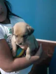 Vazinha