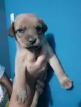 Vazinha