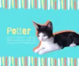 Leia,Potter e Chapli