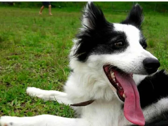 Cachorro ra a Boder Collie idade 2 anos nome Nutella