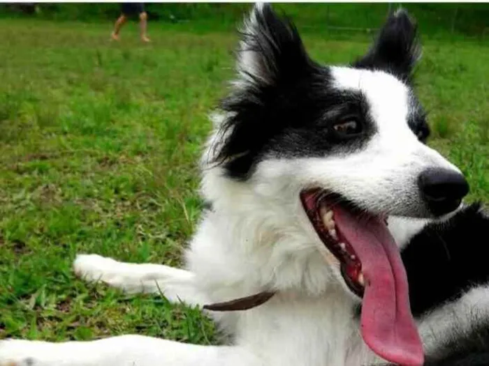 Cachorro ra a Boder Collie idade 2 anos nome Nutella