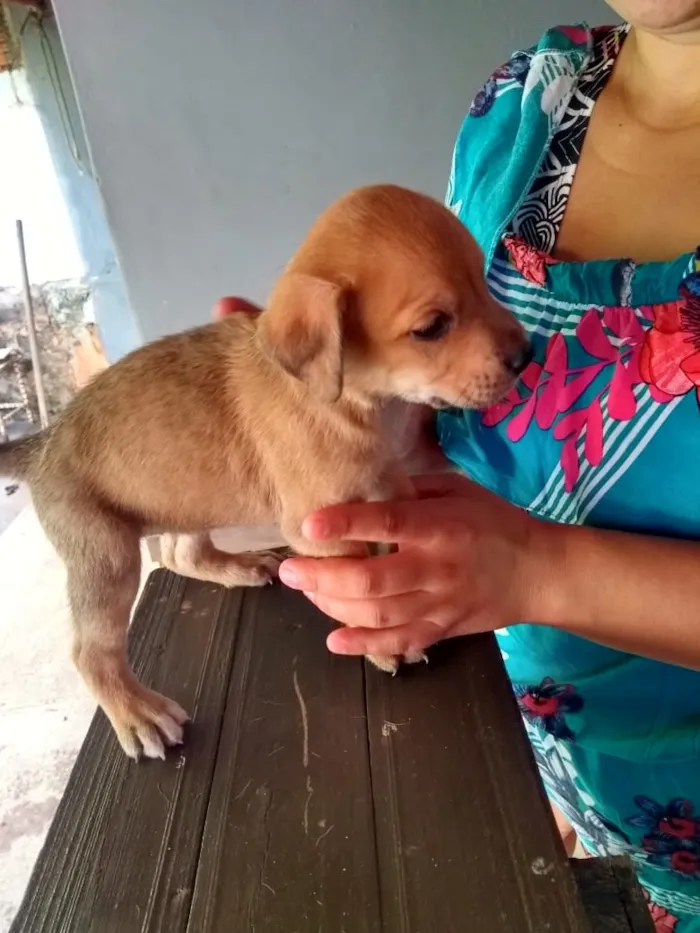 Cachorro raça Indefinido idade Abaixo de 2 meses nome Filhotes