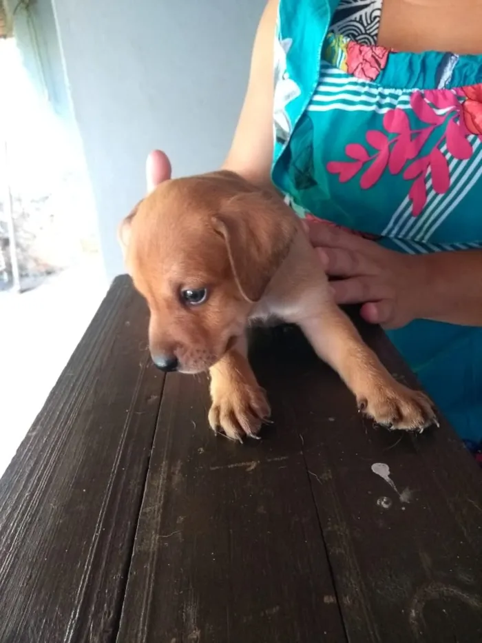 Cachorro raça Indefinido idade Abaixo de 2 meses nome Filhotes