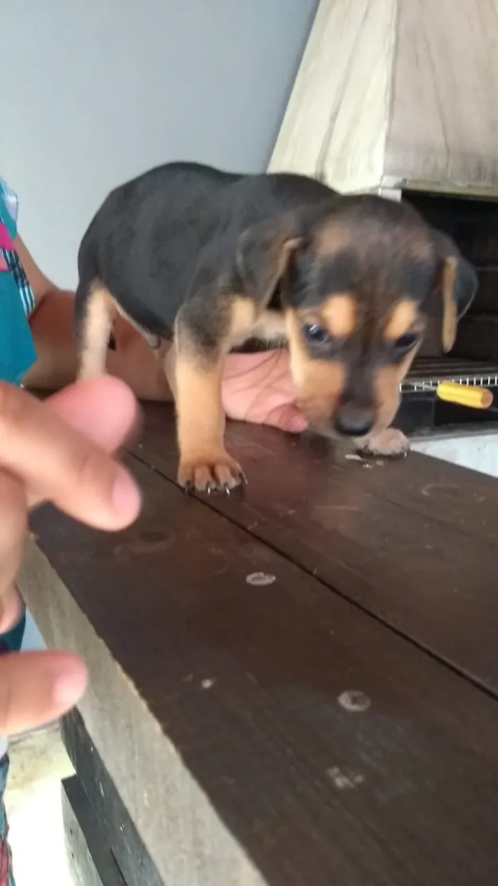 Cachorro raça Indefinido idade Abaixo de 2 meses nome Filhotes