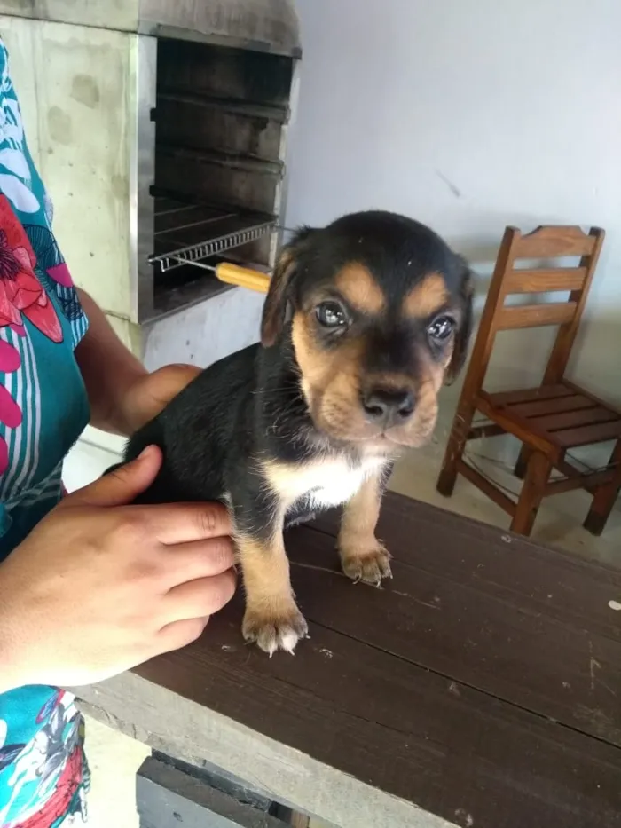 Cachorro raça Indefinido idade Abaixo de 2 meses nome Filhotes