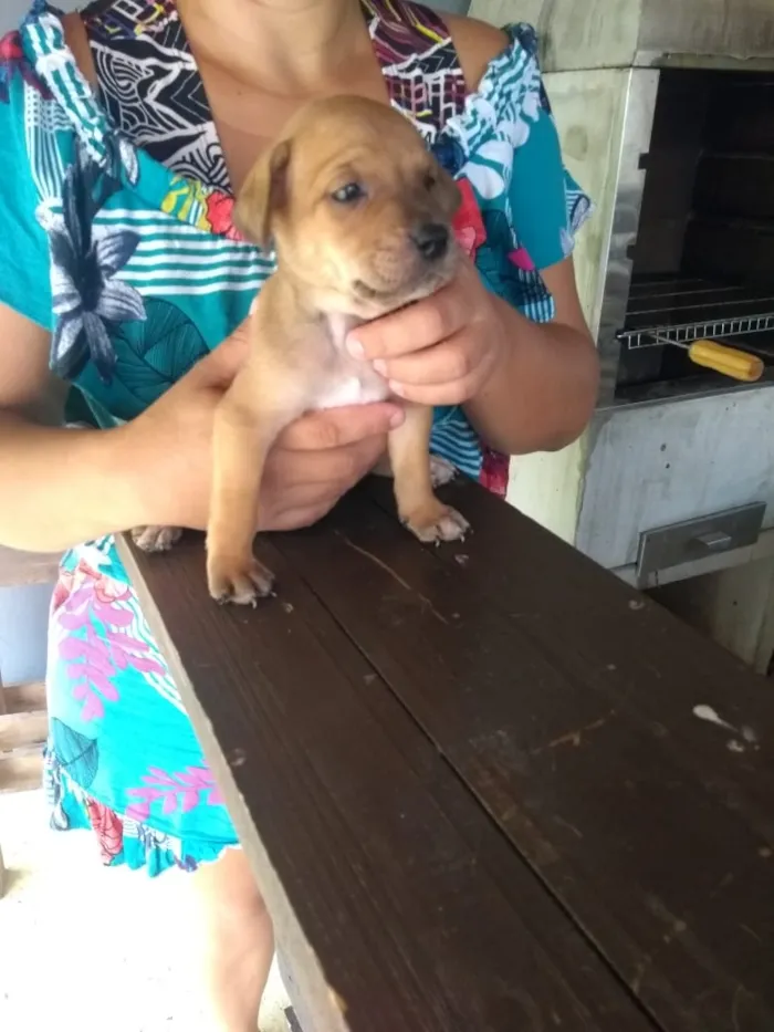 Cachorro raça Indefinido idade Abaixo de 2 meses nome Filhotes