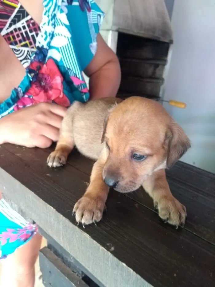 Cachorro raça Indefinido idade Abaixo de 2 meses nome Filhotes