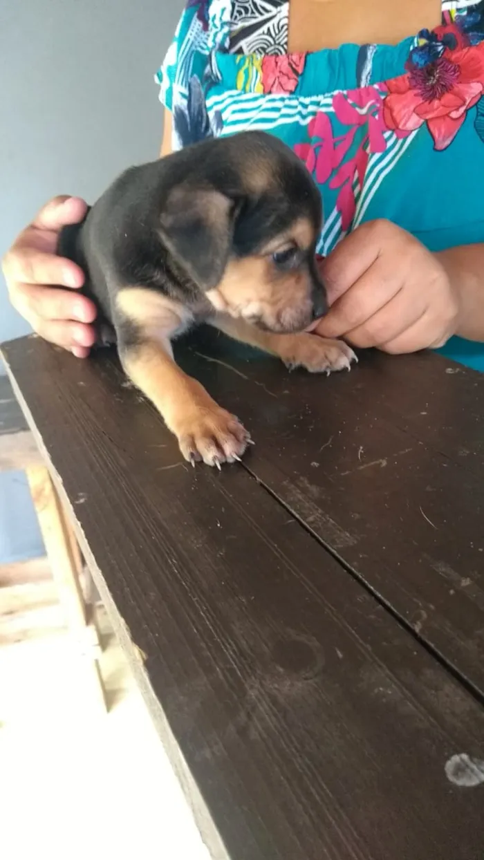 Cachorro raça Indefinido idade Abaixo de 2 meses nome Filhotes