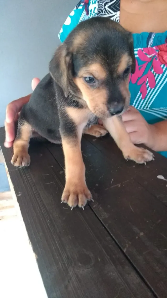 Cachorro raça Indefinido idade Abaixo de 2 meses nome Filhotes