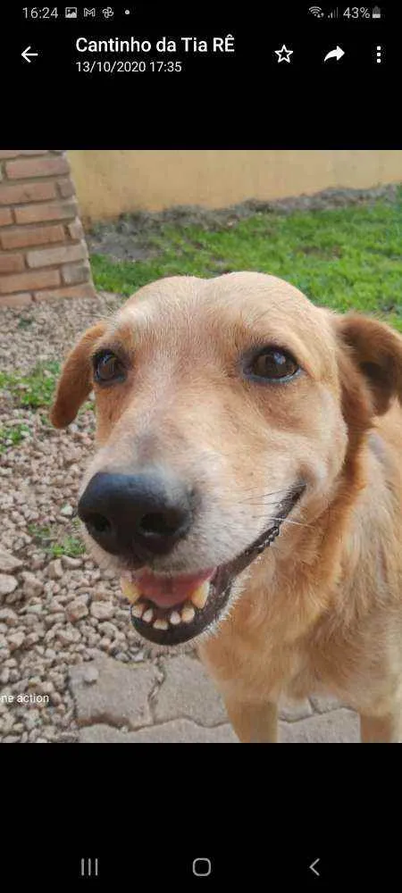 Cachorro ra a SRD idade 3 anos nome Ícaro