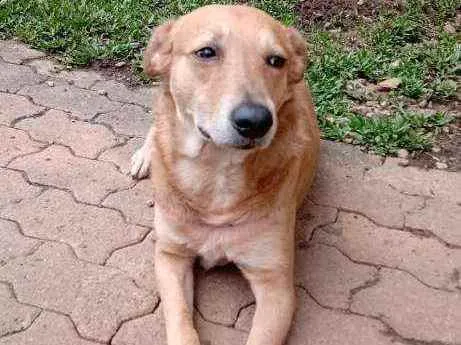 Cachorro ra a SRD idade 3 anos nome Ícaro