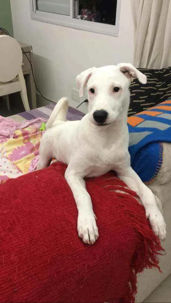 Cachorro raça Mix de labrador com shinowser idade 2 a 6 meses nome Snow