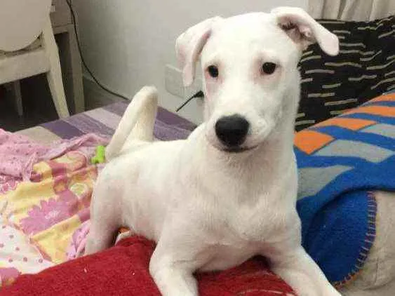 Cachorro raça Mix de labrador com shinowser idade 2 a 6 meses nome Snow